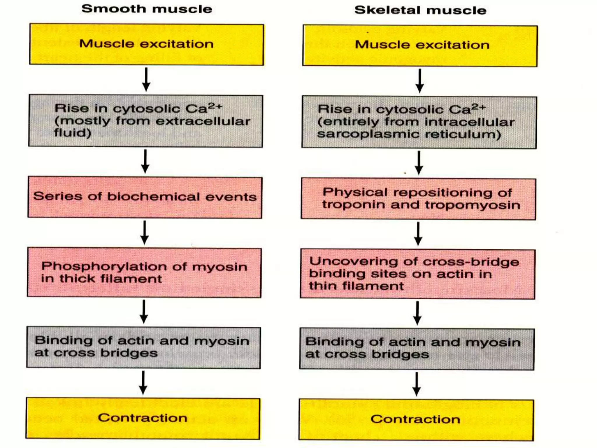 actin and myosin interaction | PPTX
