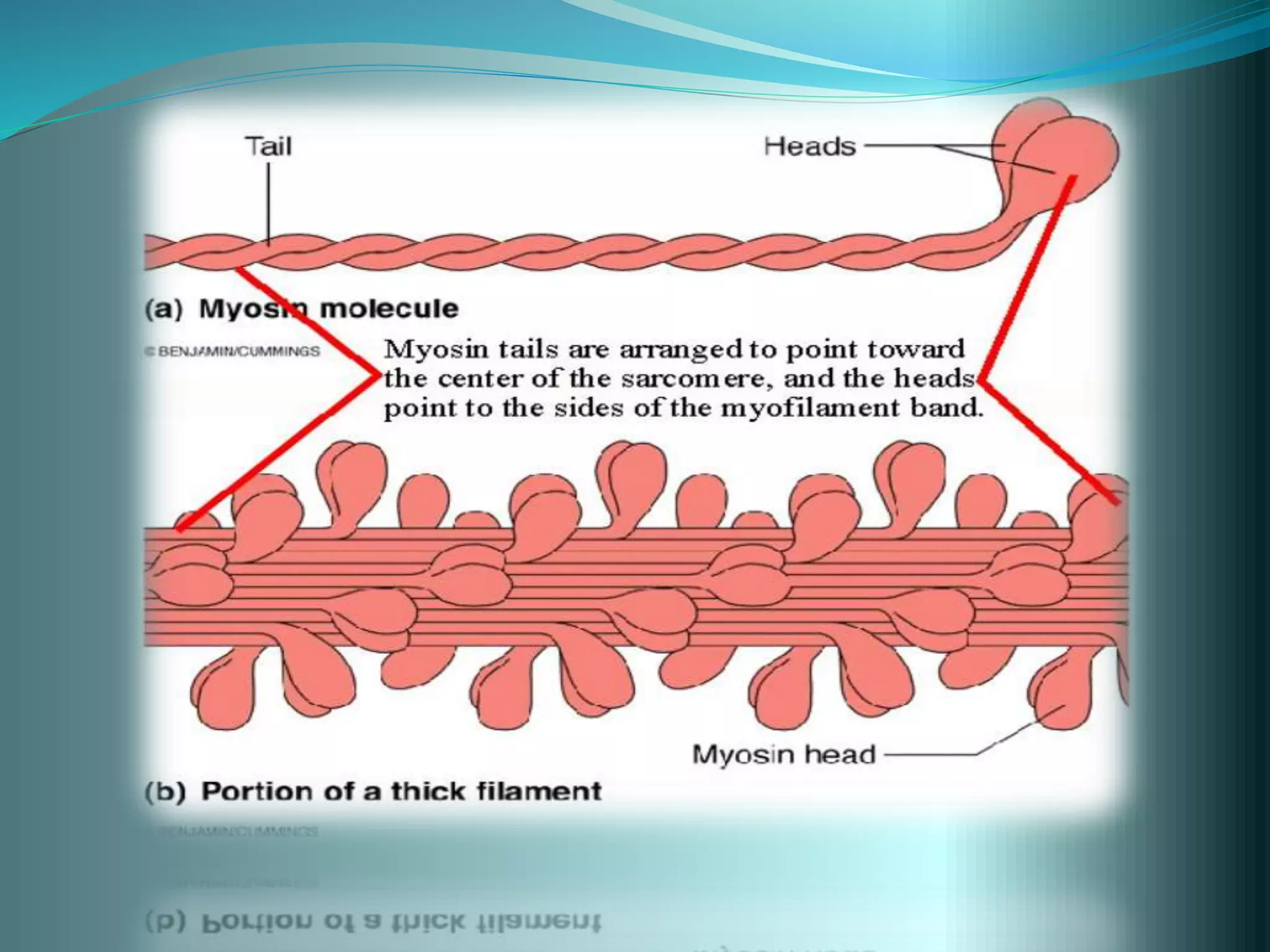 actin and myosin interaction | PPTX