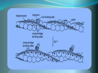 actin and myosin interaction | PPTX
