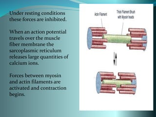 actin and myosin interaction | PPTX