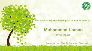 Muhammad Usman
BAGF14E256
Presented to : Sher Muhammad Shahzad
Microbial transformation of phosphorus within soil
 