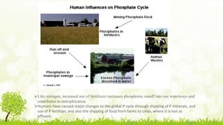 Like nitrogen, increased use of fertilizers increases phosphorus runoff into our waterways and
contributes to eutrophication.
Humans have caused major changes to the global P cycle through shipping of P minerals, and
use of P fertilizer, and also the shipping of food from farms to cities, where it is lost as
effluent.
 