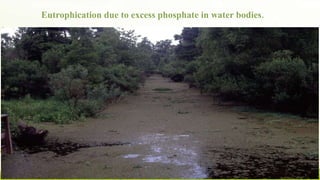Eutrophication due to excess phosphate in water bodies.
 