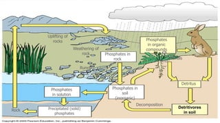 Uplifting of
rocks
Weathering of
rock
Runoff
Phosphates in
rock
Phosphates in
soil
(inorganic)
Phosphates
in solution
Precipitated (solid)
phosphates
Rock
Decomposition
Phosphates
in organic
compounds
Plants
Animals
Detritus
Detritivores
in soil
 