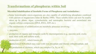 Transformations of phosphorus within Soil
Microbial Solubilization of Insoluble Forms of Phosphorus and Assimilation :
Some heterotrophic micro-organisms are also capable of solubilizing phosphates combined
with calcium or magnesium (Atlas & Bartha 1998). These soluble forms can now be readily
taken up by plants, algae, cyanobacteria, and autotrophic bacteria and assimilated into
organic cellular components (DNA, RNA, ATP, etc.).
The mechanisms of solubilization are metabolic processes involving :
 enzymes,
 production of organic and inorganic acids by microorganisms (e.g., succinic acid, oxalic
acid, nitric acid, and sulfuric acid),
 production of CO2 , which lowers pH,
 production of H2S,which may react with iron phosphate and liberate orthophosphate, and
 the production of chelators, which can complex Ca, Fe, or Al
 