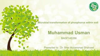Muhammad Usman
BAGF14E256
Presented to : Dr. Sher Muhammad Shahzad
Microbial transformation of phosphorus within soil
 