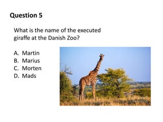 Question 5
What is the name of the executed
giraffe at the Danish Zoo?
A. Martin
B. Marius
C. Morten
D. Mads
 