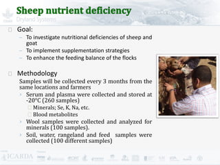 Improving livestock production  in Jordan 