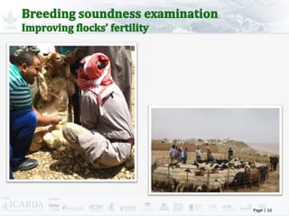 Improving livestock production  in Jordan 
