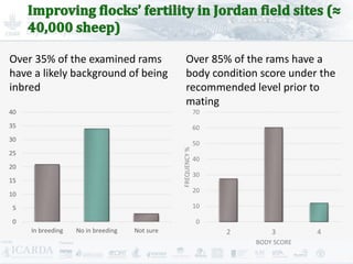Improving livestock production  in Jordan 