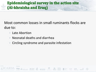 Improving livestock production  in Jordan 