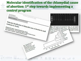 Improving livestock production  in Jordan 