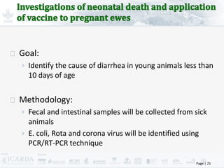 Improving livestock production  in Jordan 
