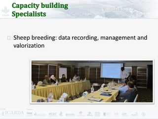 Improving livestock production  in Jordan 