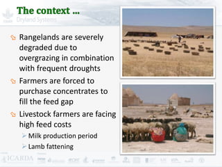 Improving livestock production  in Jordan 