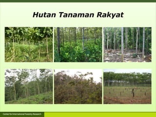 Hutan Tanaman Rakyat
 