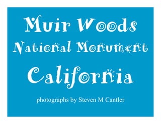 Muir Woods near San Francisco, California   photo by Steven M Cantler   2
 