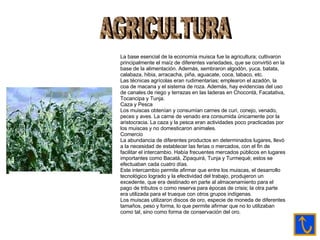 AGRICULTURA La base esencial de la economía muisca fue la agricultura; cultivaron principalmente el maíz de diferentes variedades, que se convirtió en la base de la alimentación. Además, sembraron algodón, yuca, batata, calabaza, hibia, arracacha, piña, aguacate, coca, tabaco, etc. Las técnicas agrícolas eran rudimentarias; emplearon el azadón, la coa de macana y el sistema de roza. Además, hay evidencias del uso de canales de riego y terrazas en las laderas en Chocontá, Facatativa, Tocancipa y Tunja. Caza y Pesca Los muiscas obtenían y consumían carnes de curi, conejo, venado, peces y aves. La carne de venado era consumida únicamente por la aristocracia. La caza y la pesca eran actividades poco practicadas por los muiscas y no domesticaron animales. Comercio La abundancia de diferentes productos en determinados lugares, llevó a la necesidad de establecer las ferias o mercados, con el fin de facilitar el intercambio. Había frecuentes mercados públicos en lugares importantes como Bacatá, Zipaquirá, Tunja y Turmequé; estos se efectuaban cada cuatro días. Este intercambio permite afirmar que entre los muiscas, el desarrollo tecnológico logrado y la efectividad del trabajo, produjeron un excedente, que era destinado en parte al almacenamiento para el pago de tributos o como reserva para épocas de crisis; la otra parte era utilizada para el trueque con otros grupos indígenas. Los muiscas utilizaron discos de oro, especie de moneda de diferentes tamaños, peso y forma, lo que permite afirmar que no lo utilizaban como tal, sino como forma de conservación del oro.  