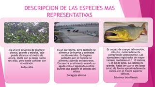 DESCRIPCION DE LAS ESPECIES MAS
REPRESENTATIVAS
Es un ave acuática de plumaje
blanco, grande y esbelta, que
puede alcanzar el metro de
altura. Vuela con su largo cuello
retraído, pero suele caminar con
él estirado.
Ardea alba
Es un carroñero, pero también se
alimenta de huevos y animales
recién nacidos. En lugares
poblados por el hombre se
alimenta además en basureros.
Encuentra su alimento usando su
aguda vista o siguiendo a otros
buitres que poseen el sentido del
olfato
Coragyps atratus
Es un pez de cuerpo salmonoide,
robusto, moderadamente
comprimido lateralmente. Los
ejemplares registrados de mayor
tamaño rondaban en 1,10 metros
y 25 kg de peso. La cabeza es
grande, hasta un cuarto del largo
total, de forma aproximadamente
cónica con el frente superior
oblicuo.
Salminus brasiliensis
 