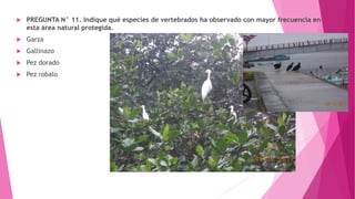  PREGUNTA N° 11. Indique qué especies de vertebrados ha observado con mayor frecuencia en
esta área natural protegida.
 Garza
 Gallinazo
 Pez dorado
 Pez robalo
 
