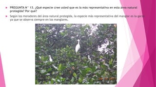  PREGUNTA N° 13. ¿Qué especie cree usted que es la más representativa en esta área natural
protegida? Por qué?
 Según los moradores del área natural protegida, la especie más representativa del manglar es la garza
ya que se observa siempre en los manglares.
 