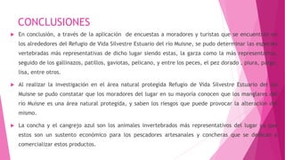CONCLUSIONES
 En conclusión, a través de la aplicación de encuestas a moradores y turistas que se encuentran en
los alrededores del Refugio de Vida Silvestre Estuario del río Muisne, se pudo determinar las especies
vertebradas más representativas de dicho lugar siendo estas, la garza como la más representativa,
seguido de los gallinazos, patillos, gaviotas, pelicano, y entre los peces, el pez dorado , piura, pargo,
lisa, entre otros.
 Al realizar la investigación en el área natural protegida Refugio de Vida Silvestre Estuario del río
Muisne se pudo constatar que los moradores del lugar en su mayoría conocen que los manglares del
río Muisne es una área natural protegida, y saben los riesgos que puede provocar la alteración del
mismo.
 La concha y el cangrejo azul son los animales invertebrados más representativos del lugar ya que
estos son un sustento económico para los pescadores artesanales y concheras que se dedican a
comercializar estos productos.
 