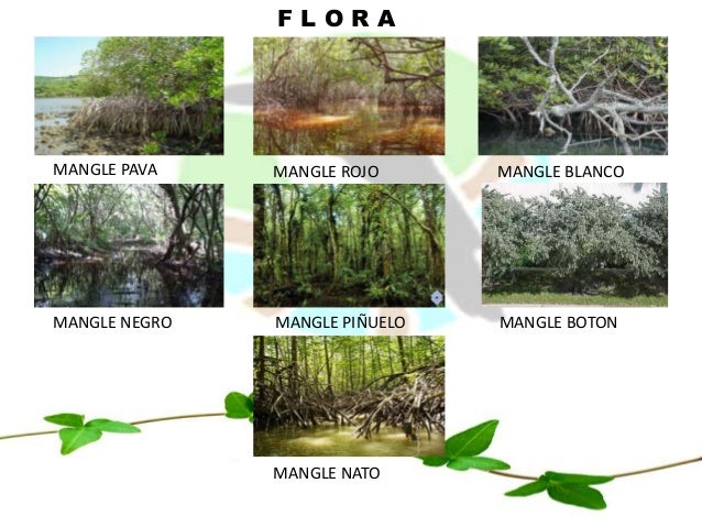 Refugio de la vida silvestre Manglares Estuario del rió Muisne