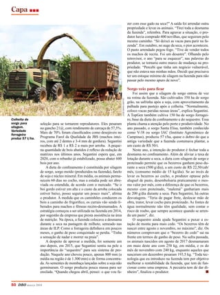 Capa
50 DBO março 2018
seleção para se tornarem reprodutores. Eles pesaram
no gancho 21@, com rendimento de carcaça de 57,5%.
Mais de 70% foram classificados como desejáveis no
Programa Farol da Qualidade da JBS (machos intei-
ros, com até 2 dentes e 3-4 mm de gordura). Segantini
recebeu de R$ 1 a R$ 2 a mais por arroba. A peque-
na quantidade de bois abatidos é reflexo da redução de
matrizes nos últimos anos. Segantini espera que, em
2020, com o rebanho já estabilizado, possa abater 600
bois por ano.
A dieta do confinamento é constituída por silagem
de sorgo, sorgo moído (produzidos na fazenda), farelo
de soja e núcleo mineral. Em média, os animais perma-
necem 60 dias no cocho, mas a estadia pode ser abre-
viada ou estendida, de acordo com o mercado. “Se o
boi gordo estiver em alta e o custo da arroba colocada
estiver baixo, posso segurar um pouco mais”, afirma
o produtor. À medida que os caminhões conduzem os
bois a caminho do frigorífico, os currais vão sendo li-
berados para machos e fêmeas recém-desmamados. A
estratégia começou a ser utilizada na fazenda em 2014,
por sugestão da empresa que presta assistência na área
de nutrição. Na época, a fazenda colocava a desmama
durante a seca na pastagem de milheto, semeado nas
áreas de ILP. Como a forrageira definhava em poucos
meses, o ganho de peso conquistado se perdia. “Tinha
a sensação de nadar e morrer na praia”.
A despeito de aprovar a medida, foi somente um
ano depois, em 2015, que Segantini sentiu na pele a
importância do “sequestro” para seu sistema de pro-
dução. Naquele ano choveu pouco, apenas 800 mm (a
média na região é de 1.300 mm) e de forma concentra-
da.As sementes de mombaça lançadas sobre a soja não
germinaram. O sorgo produziu pouca massa para ser
ensilada. “Quando chegou abril, pensei: o que vou fa-
zer com esse gado na seca?” A saída foi arrendar outra
propriedade e levar os animais. “Tirei toda a desmama
da fazenda”, relembra. Para agravar a situação, o pro-
dutor havia comprado 400 novilhas, que seguiram pelo
mesmo caminho. “Só deixei as vacas para parir na fa-
zenda”. Em outubro, no auge da seca, o pior aconteceu.
O pasto arrendado pegou fogo. “Tive de vender todos
os machos de recria. Foi um desastre”. Olhando pelo
retrovisor, o ano “para se esquecer”, nas palavras do
produtor, se tornaria outro marco de mudança na pro-
priedade. “Percebi que tinha um negócio vulnerável,
que não estava nas minhas mãos. Decidi que precisava
ter um estoque mínimo de silagem na fazenda para não
passar pelo mesmo apuro de novo”.
Sorgo veio para ficar
Foi assim que a silagem de sorgo entrou de vez
na rotina da fazenda. São cultivados 350 ha de sorgo
grão, na safrinha após a soja, com aproveitamento da
palhada para pastejo após a colheita. “Normalmente,
coloco vacas paridas nessas áreas”, explica Segantini.
A TopGen também cultiva 150 ha de sorgo forragei-
ro, base da dieta do confinamento e do sequestro. Essa
planta chama a atenção pelo porte e produtividade. No
ano passado, o sorgo Santa Elisa, também conhecido
como V-38 ou sorgo IAC (Instituto Agronômico de
Campinas), produziu 57 t/ha, quase o dobro do que a
antiga variedade que a fazenda costumava plantar, a
um custo de R$ 50/t.
Neste ano, a intenção do produtor é fechar toda a
desmama no confinamento. Além de aliviar a taxa de
lotação durante a seca, a dieta com silagem de sorgo e
proteinado permite que os bezerros ganhem peso du-
rante a seca (500 g/dia), a um custo de R$ 22,50/cab/
mês, (consumo médio de 15 kg/dia). Se ao invés de
levar os bezerros ao cocho, o produtor optasse pelo
aluguel de pasto, desembolsaria praticamente o mes-
mo valor por mês, com a diferença de que os bezerros,
mesmo com proteinado, “malemá” ganhariam mais
de 200 g/dia durante a seca. Para Segantini, há outras
desvatagens. “Teria de pagar frete, deslocar mão de
obra, trator, levar cocho para proteinado. As fontes de
água normalmente não têm qualidade, sem contar o
risco de roubo, que sempre acontece quando se arren-
da um pasto”, diz.
O sequestro ainda ajuda Segantini a puxar a es-
tação de monta para mais cedo. “Os bezerros têm de
nascer entre agosto e novembro, no máximo”, diz. Os
números comprovam que o “bezerro do cedo” sai na
frente em termos de ganho de peso. Na safra passada,
os animais nascidos em agosto de 2017 desmamaram
em maio deste ano com 258 kg, em média, e os do
mês de novembro com 240 kg, enquanto aqueles que
nasceram em dezembro pesaram 193,5 kg. “Toda tec-
nologia que eu introduzo na fazenda tem por objetivo
melhorar a rentabilidade da fazenda, que tem de fun-
cionar como uma empresa. A pecuária tem de dar di-
nheiro”, finaliza o produtor.	 n
josémariamatos
Colheita de
sorgo para
silagem.
Variedade
forrageira
produz 57 t/ha.
 