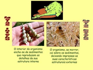 O interior do organismo enche-se de sedimentos que reproduzem os detalhes da sua estrutura interna O organismo, ao morrer, cai sobre os sedimentos, deixando impressas as suas características estruturais externas Molde Interno Molde Externo 