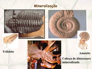 Mineralização   Trilobite Amonite Cabeça de dinossauro mineralizada 