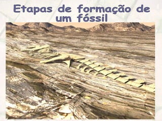 Etapas de formação de  um fóssil 