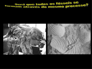 Será que todos os fósseis se formam através do mesmo processo? 