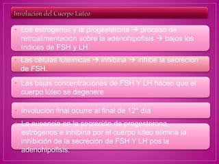 • Los estrógenos y la progesterona  proceso de
retroalimentación sobre la adenohipofisis  bajos los
índices de FSH y LH.
• Las células luteínicas  inhibina  inhibe la secreción
de FSH.
• Las bajas concentraciones de FSH Y LH hacen que el
cuerpo lúteo se degenere
• Involución final ocurre al final de 12° día
• La ausencia en la secreción de progesterona,
estrógenos e inhibina por el cuerpo lúteo elimina la
inhibición de la secreción de FSH Y LH pos la
adenohipofisis.
 