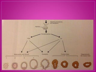  Ovulación y Cuerpo Lúteo (Fisiología)