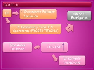 PICO DE LH
LH • Crecimiento Folicular
• Ovulación
Días Antes
Ovulacion
LH y FSH
C. Granulosa y Teca  C.
Secretoras (PROGESTERONA)
Inhibe S.
Estrógenos
En conjunto
“HINCHAN”
 
