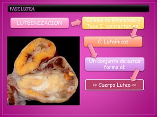 LUTEINIZACION
Células de Granulosa y
Teca I. convierten en:
C. Luteínicas
Un conjunto de estas
forma al:
>> Cuerpo Luteo <<
 