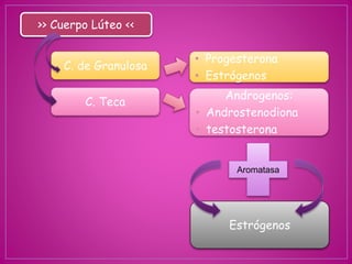 >> Cuerpo Lúteo <<
C. de Granulosa
• Progesterona
• Estrógenos
C. Teca
Androgenos:
• Androstenodiona
• testosterona
Aromatasa
Estrógenos
 