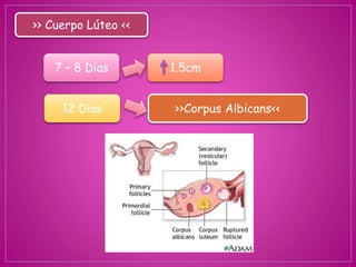 >> Cuerpo Lúteo <<
7 – 8 Días 1.5cm
12 Días >>Corpus Albicans<<
 