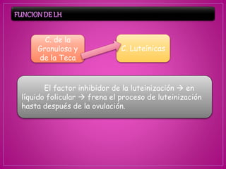 C. de la
Granulosa y
de la Teca
C. Luteínicas
El factor inhibidor de la luteinización  en
líquido folicular  frena el proceso de luteinización
hasta después de la ovulación.
 