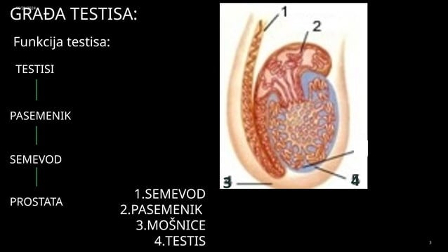 Gradja Testisa MUŠKE POLNE ŽLEZDE Reproduktivni sistem.pptx