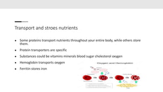 Transport and stroes nutrients
● Some proteins transport nutrients throughout your entire body, while others store
them.
●...