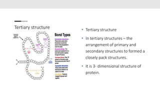 Tertiary structure • Tertiary structure
• In tertiary structures – the
arrangement of primary and
secondary structures to ...