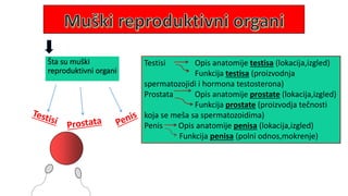 Šta su muški
reproduktivni organi
Testisi Opis anatomije testisa (lokacija,izgled)
Funkcija testisa (proizvodnja
spermatozojidi i hormona testosterona)
Prostata Opis anatomije prostate (lokacija,izgled)
Funkcija prostate (proizvodja tečnosti
koja se meša sa spermatozoidima)
Penis Opis anatomije penisa (lokacija,izgled)
Funkcija penisa (polni odnos,mokrenje)
 