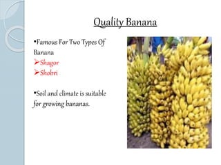 Quality Banana 
•Famous For Two Types Of 
Banana 
Shagor 
Shobri 
•Soil and climate is suitable 
for growing bananas. 
 