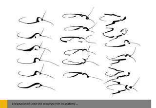 Extractation of some line drawings from its anatomy….
 