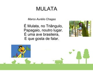 MULATA
Marco Aurélio Chagas
É Mulata, no Triângulo,
Papagaio, noutro lugar.
É uma ave brasileira,
E que gosta de falar.
 