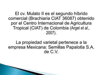 El cv. Mulato II es el segundo híbrido
comercial (Brachiaria CIAT 36087) obtenido
por el Centro Internacional de Agricultu...