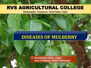 DISEASES OF MULBERRY
RVS AGRICULTURAL COLLEGE
Usilampatti, Thanjavur, Tamil Nadu, India
K. Ramalingam M.Sc., (Agri)
Asst. Professor (Plant Pathology)
 