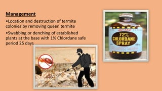 Mulberry crop - Pests and protection.pptx