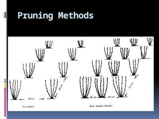 Mulberry pruning and training methods by Dr Satyanarayana | PPTX